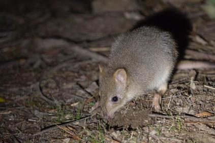 Eastern bettong digging for food